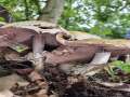 Riesen - Egerling;Braunschuppiger Riesen - Champignon